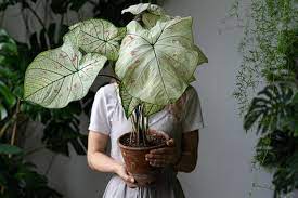 Deretan bunga terindah di dunia ini terlihat sangat cantik dan enak untuk dilihat, juga dipercaya mampu membawa ketenangan di hati kita. Jenis Jenis Tanaman Keladi Yang Perlu Diketahui Sebelum Mengoleksi Halaman All Kompas Com