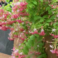 Image result for Combretum engleri