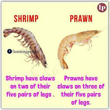 Shrimp Prawn English Lessons Learn English English Language