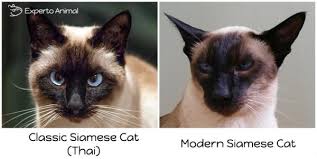 What Is The Best Diet For A Siamese Cat