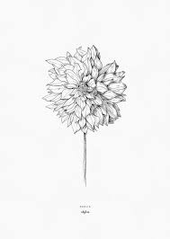 Dahlias Sketch Bulbs Dahlia Flower Tattoos Farm Tattoo Dahlia Tattoo