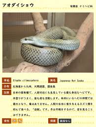 うっせぇわ ado 11歳jsと14歳jcが歌ってみたら激ウマだった 加藤礼愛 岩口和暖 オルガン坂生徒会. Kthghdats8ttam