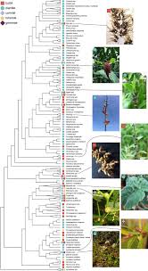 Image result for Chlorophytum calyptrocarpum