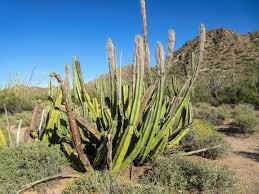 There is a lot of variation as to which method will be most appropriate, depending on your cactus. Cannundrums Senita Cactus Organ Pipe Cactus Nat L Monument