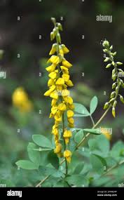Image result for Crotalaria nigricans