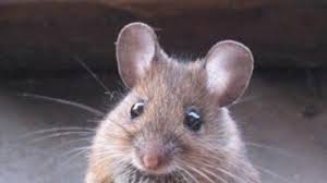 Faktor, tanda, rawatan & langkah pencegahan mungkin sebelum ini, jangkitan kencing tikus jarang berlaku, tetapi hakikatnya, penulis. Ini Lho Gejala Penyakit Akibat Kencing Tikus Warta Kota