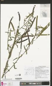 Image result for Aeschynomene schimperi