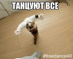 pozitiv freedance40 da da da tancuyut vse a vot i raspisanie freedance40 na segodnya dlya nashih tancorov 12 00 det lyubiteli koshek tancy zhivotnye