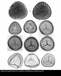 Image result for Parkeriaceae