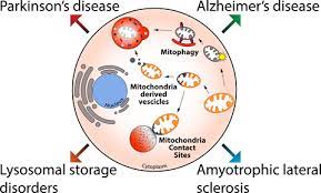The phagosome is acidified and fuses with lysosomes, which contain lysozyme and acid hydrolases that can degrade bacterial cell walls and proteins. Mitochondria Lysosomes And Dysfunction Their Meaning In Neurodegeneration Audano 2018 Journal Of Neurochemistry Wiley Online Library