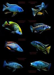 Pin By Cichlid Species On Haplochromis Malawi Cichlids Cichlid Aquarium Aquarium Fish African Cichlids