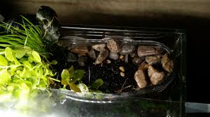 Types Of Rip Planters The Planted Tank Forum