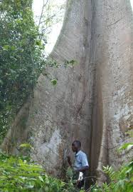 Image result for Nesogordonia