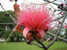 Image result for Bombax