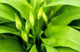 It is native to europe and asia, where it grows in moist woodland. Aglio Orsino Proprieta E Caratteristiche Cure Naturali It