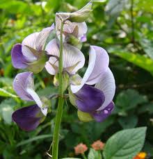 Image result for Crotalaria laburnifolia