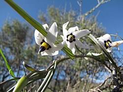 Image result for Walleria nutans