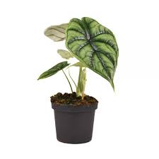 One more alocasia in my plants collection and this one is gorgeous ! Best Seller M E Greenery Export