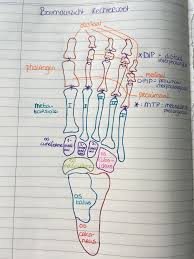 Anatomy Bones Of Right Foot Anatomi Kemik