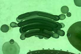Check spelling or type a new query. Learn About Plant Cell Types And Organelles