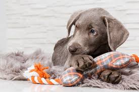 Wenn er ausreichend frei rennen darf, zeigt sich der energische vollblutjäger als ruhiger und anhänglicher familienhund. Hunde Alle Infos Fur Anfanger