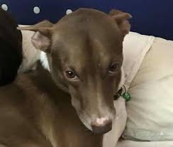 ป กพ นโดย wila mar ใน ปรมาจารย ล ทธ ม ม