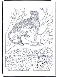 Download and print free leopard frog coloring pages to keep little hands occupied at home; Leopard 1 Cats