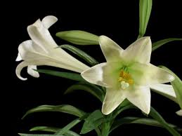 Check spelling or type a new query. Easter Lilies Easter Lilies Care Lilyflowerstore Com