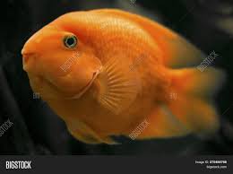 No binomial nomenclature) is a hybrid thought to be between the midas and the gold severum cichlid, although the true parent species has not been confirmed by breeders. Face Blood Red Parrot Image Photo Free Trial Bigstock