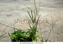 Image result for Digitaria longiflora