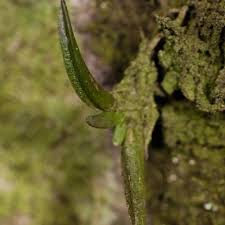 Image result for Bolusiella iridifolia