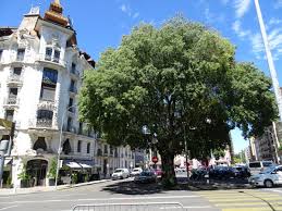 Insider trades, quarterly, and annual reports. Europaischer Zurgelbaum Entlang Des Avenue Pictet De Rochemont In Geneve Genf Schweiz