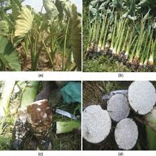 We can use the top of the taro to grow again. Pdf Plant Spacing And Planting Depth Effects On Corm Yield Of Taro Colocasia Esculenta L Schott