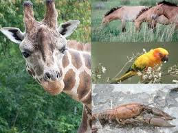 Giraffes Horses Squirrels 20 Animals You Didn T Know Are Going Extinct Animal Conservation Animals Endangered Animals