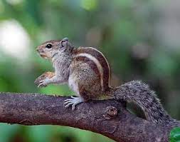 Tiny Indian Squirrel Indian Palm Squirrel Indian Squirrel Squirrel