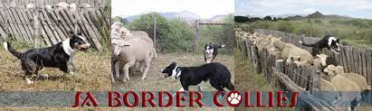 Border Collie Puppies From Chrisridogs Border Collies Breeder And Training South Africa