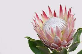 Proteas, just like most australian natives, prefer a good drink once a week during dry periods and warmer months, rather than little and often. Free Image On Pixabay Protea Flowers Flowers Proteas Protea Flower Australian Flowers Protea Art