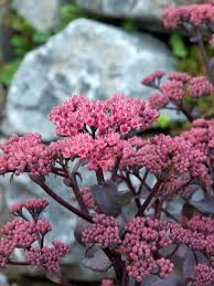 Sedum Telephium Xenox Hohe Garten Fetthenne In 2020 Fetthenne Garten Mediterrane Pflanzen