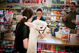 Owners, rick and ellen french invite you and your pet to stop by their store, say hello, and get a treat. The Confusion About Pets The New Yorker