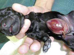 This is the most common type for hernias in puppies. Abdominal Wall Reconstruction And Hernias Veterian Key