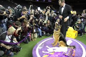 #foxsportssubscribe to get the latest fox sports content. The Paris Review Wandering The Westminster Dog Show