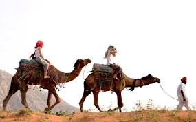 The camel pushes his luck. Pushkar Camel Festival 2019 Pushkar Fair 2019 Dates Activities