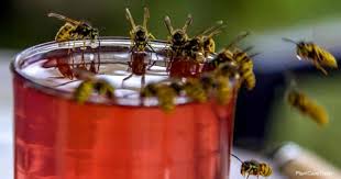 Combine 1 cup sugar with 1 cup vinegar, stir, then pour the mixture into the bottle. How To Get Rid Of Wasps With Vinegar