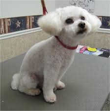 Toy Poodle Haircuts Perfect Short Poodle Haircuts Cu18860 Poodle Haircut Toy Poodle Haircut Puppy Haircut