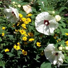 Image result for Hibiscus mechowii