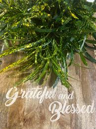 Image result for Justicia nuttii