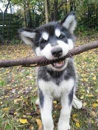 Husky puppies, 2.5 months old. Lovely Male And Female Siberian Husky Puppies Colorado Springs Animal Pet
