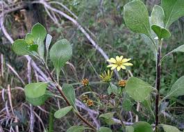 Image result for Chrysanthemoides monilifera