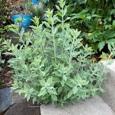 Image result for perovskia atriplicifolia 'little spire'