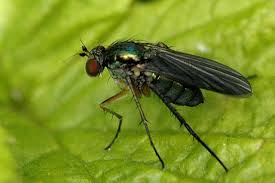 Image result for Dolichopentas